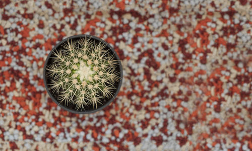 Directly above shot of cactus