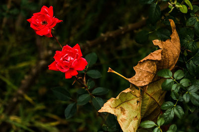 Close-up of red flowers blooming outdoors