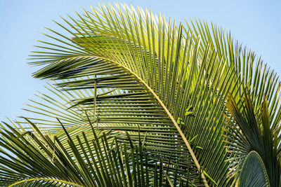 Low angle view of palm tree leaves against sky