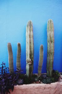 Cactus plants against blue sky