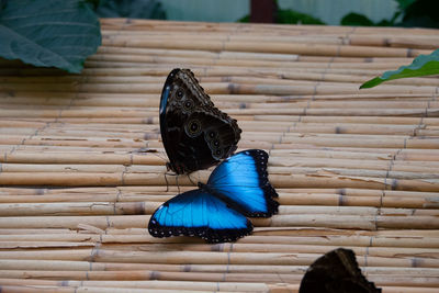 Close-up of butterfly on wood