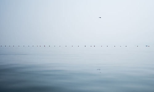 Birds flying over sea against sky