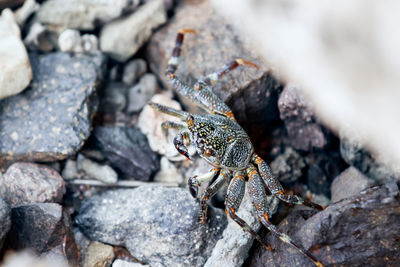 Crab hides among rocks on beach. color of crab coincides with color of stones on coast. mimicry