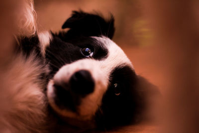 Close-up portrait of dog