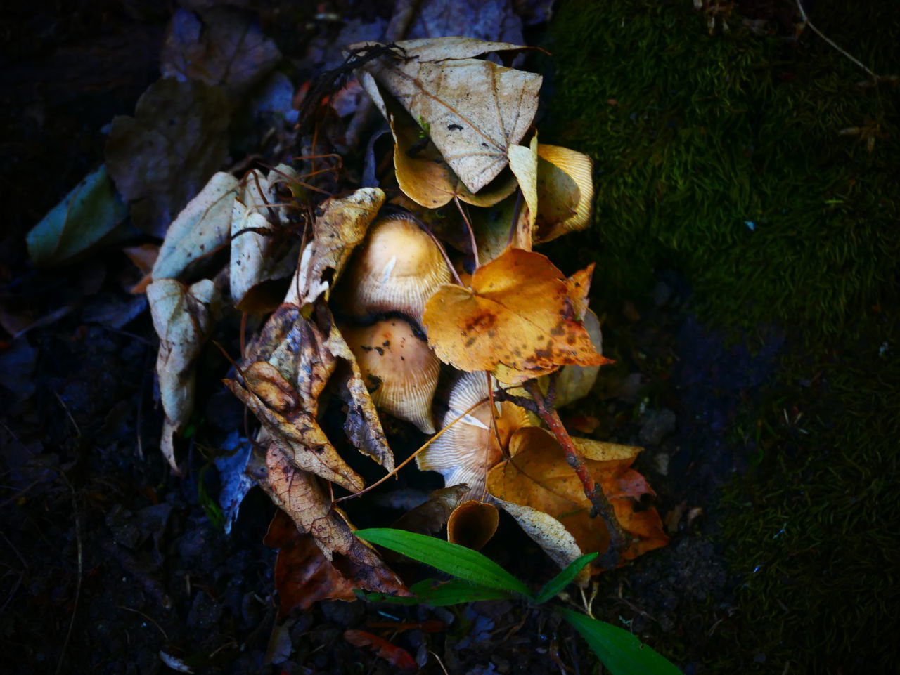 HIGH ANGLE VIEW OF MUSHROOMS ON DRY LEAVES