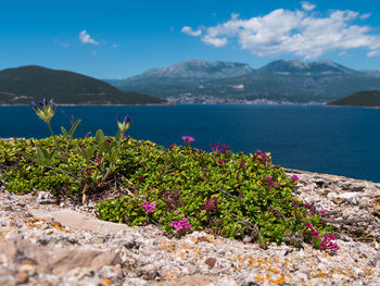 Close-up of plants by sea against mountains