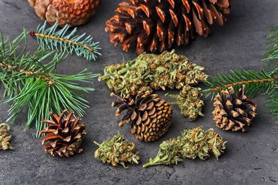 High angle view of pine cones