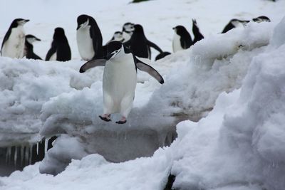 Penguins walking in snow covered landscape