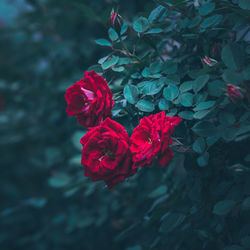 Close-up of red rose