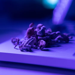 Close-up of purple flower on table