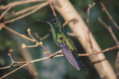 Close-up of a bird perching on branch