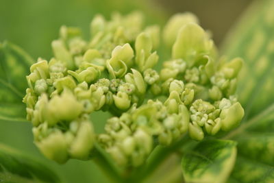 Full frame shot of green plant