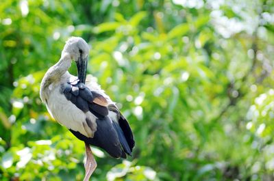 Close-up of bird perching on branch