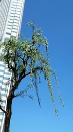 Low angle view of tree against clear blue sky