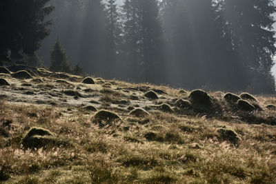 nature