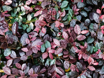 Full frame shot of pink flowering plants