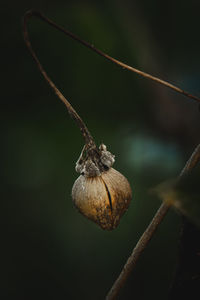 Close-up of snail on plant