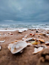 Close-up of seashells on shore at beach against sky