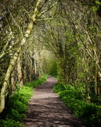 Narrow walkway along trees in park