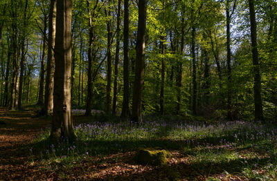 Trees in forest