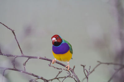 Close-up of gouldian finch on twig