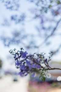 Close-up of purple flowers on tree