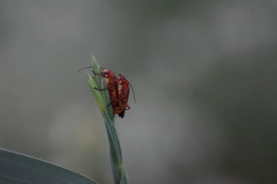 Close-up of insect on flower