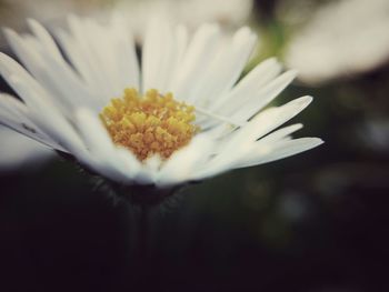 Close-up of white flowers