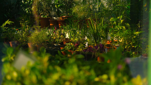 Potted plants at garden