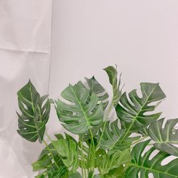 Close-up of potted plant against white wall