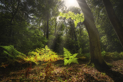 Trees growing in forest