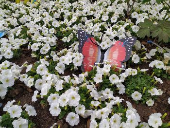 Low section of white flowering plants