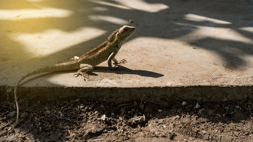 High angle view of lizard on land