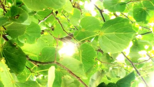 Close-up of sun shining through tree