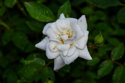 Close-up of raindrops on white flower