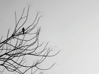 Low angle view of bird perching on bare tree against clear sky