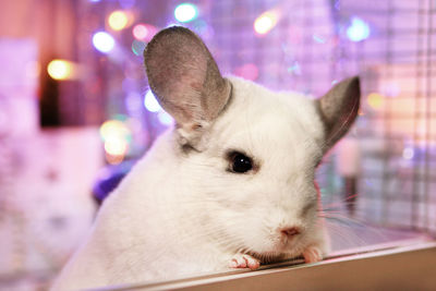 Portrait of cute white chinchilla on a background of christmas decorations and christmas lights.