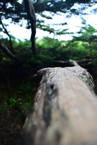 Close-up of log in forest