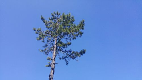 Low angle view of tree against clear blue sky