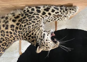 animal