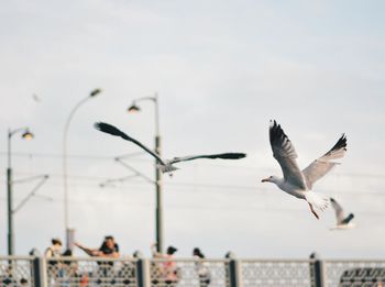 Seagulls flying against sky