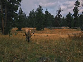 Horse in field