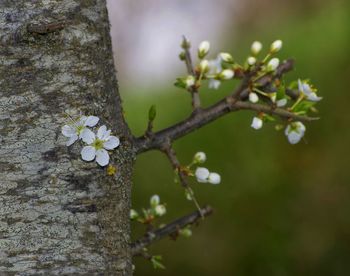 Close-up of cherry blossoms on tree