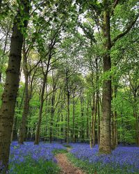 Plants and trees in forest
