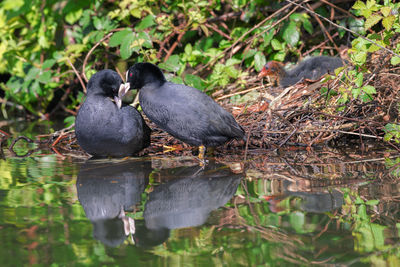 Ducks on a lake