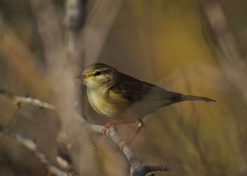 Bird perching on a branch