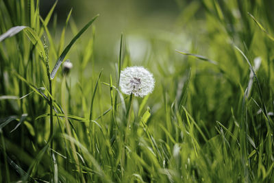 Close-up of dandelion growing on field