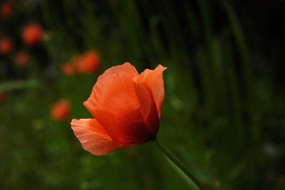 Close-up of red rose blooming outdoors