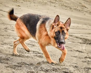 Portrait of dog running on sand