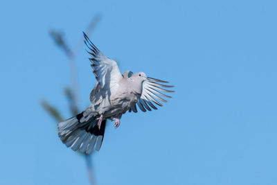 Low angle view of seagulls flying against clear blue sky